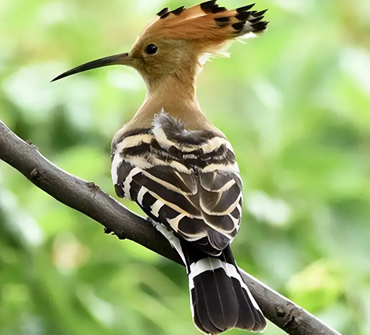 人在家中坐刑从天上来,让人牢底坐穿的动物