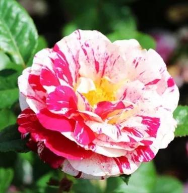 查找各种花的名称,一起来认识各种颜色