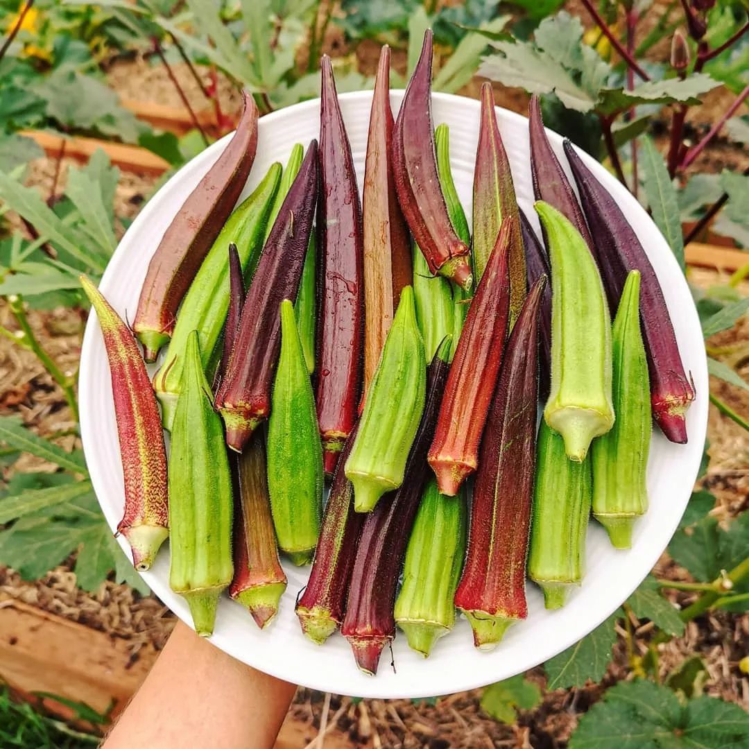 丝瓜和秋葵哪个好吃,丝瓜和秋葵哪个营养更高