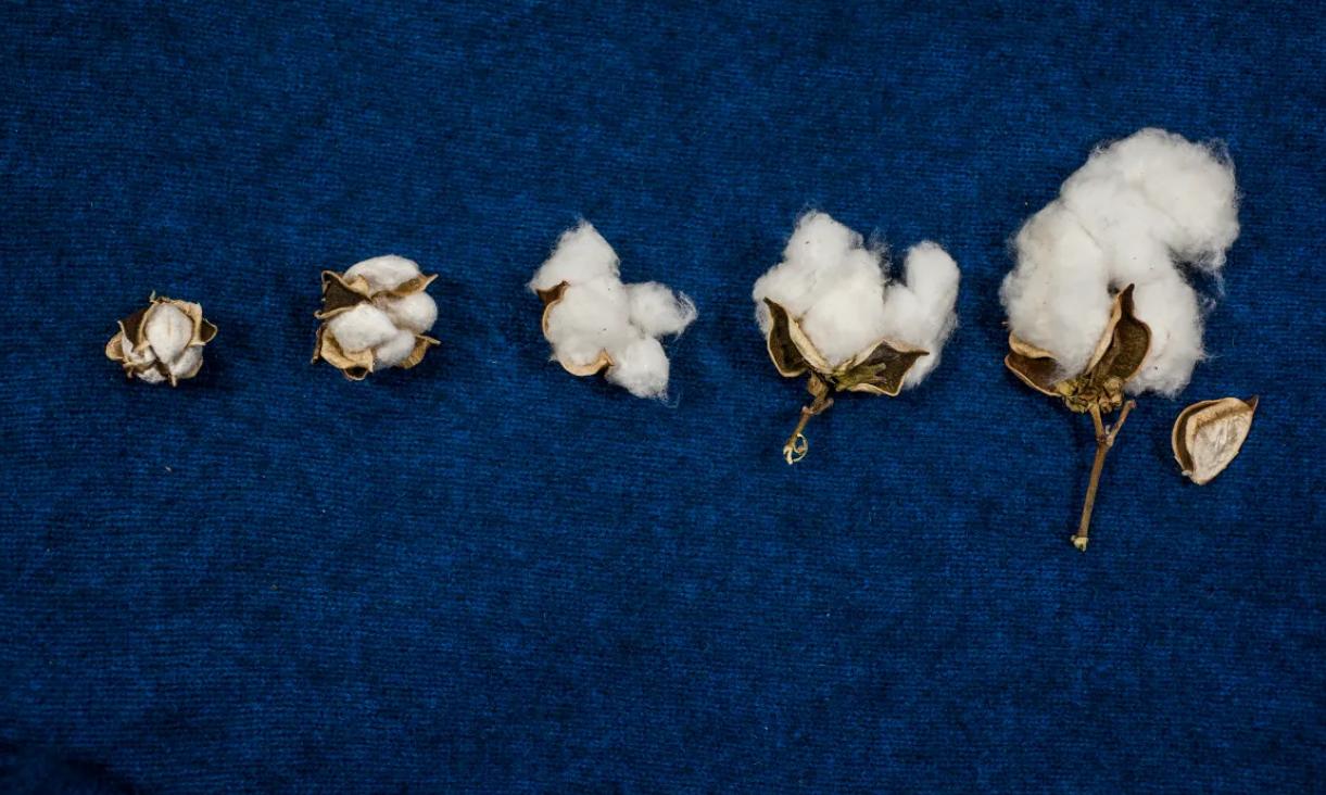 澳大利亚棉花分布在哪,全球棉花亩产最高的国家