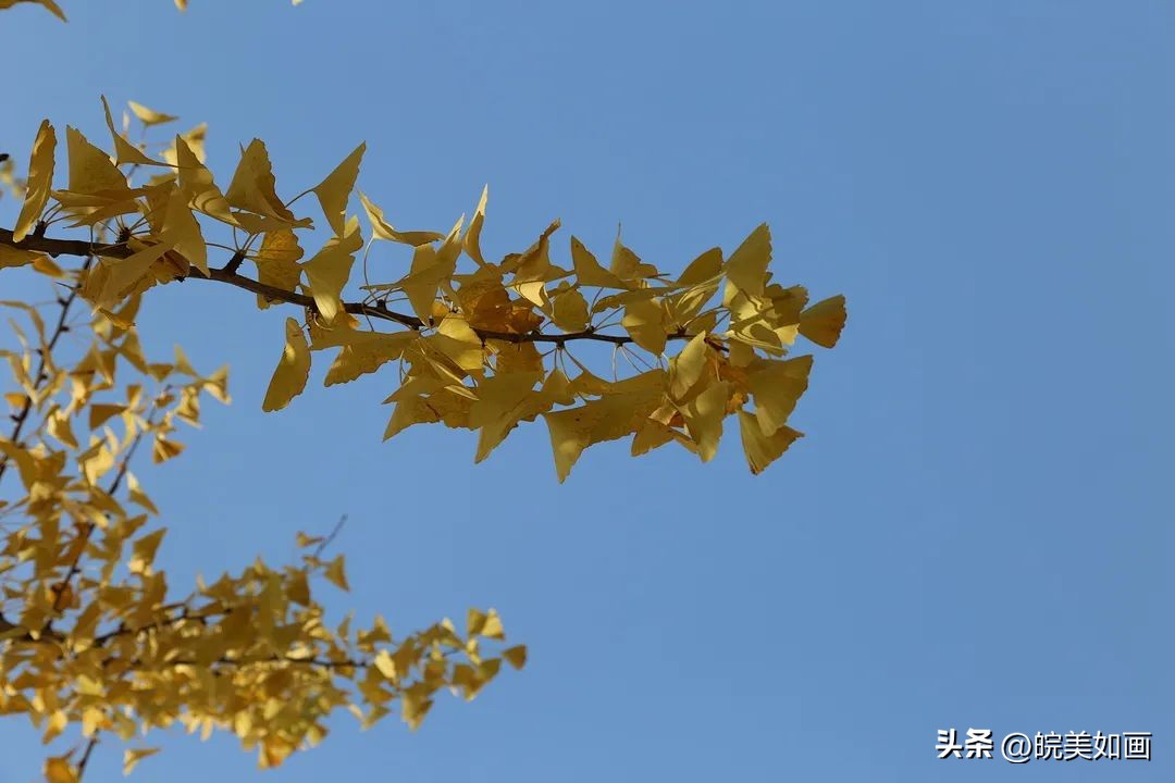 安徽大学好看的风景,高校最美秋景