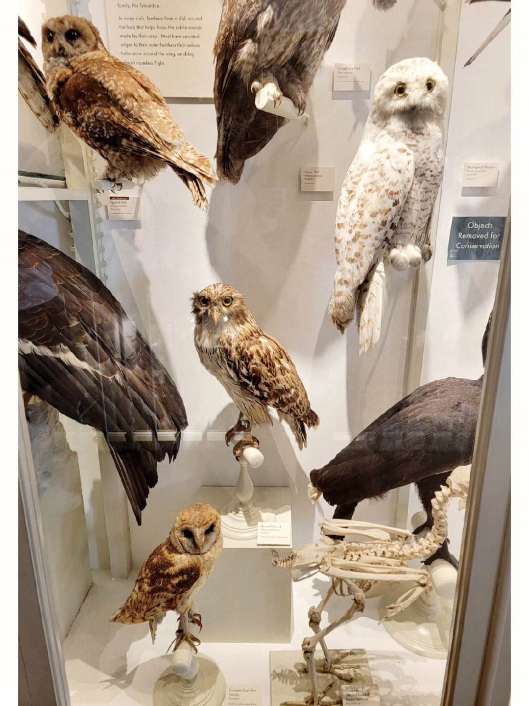 美国博物馆教育纳入国民教育体系,美国自然历史博物馆的由来