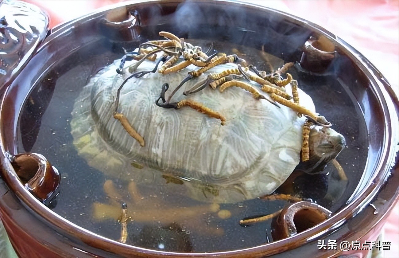 中国十禁名菜,十道禁忌名菜