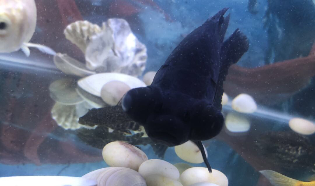 金鱼常见病及防治方法,金鱼锦鲤常见病怎样医治