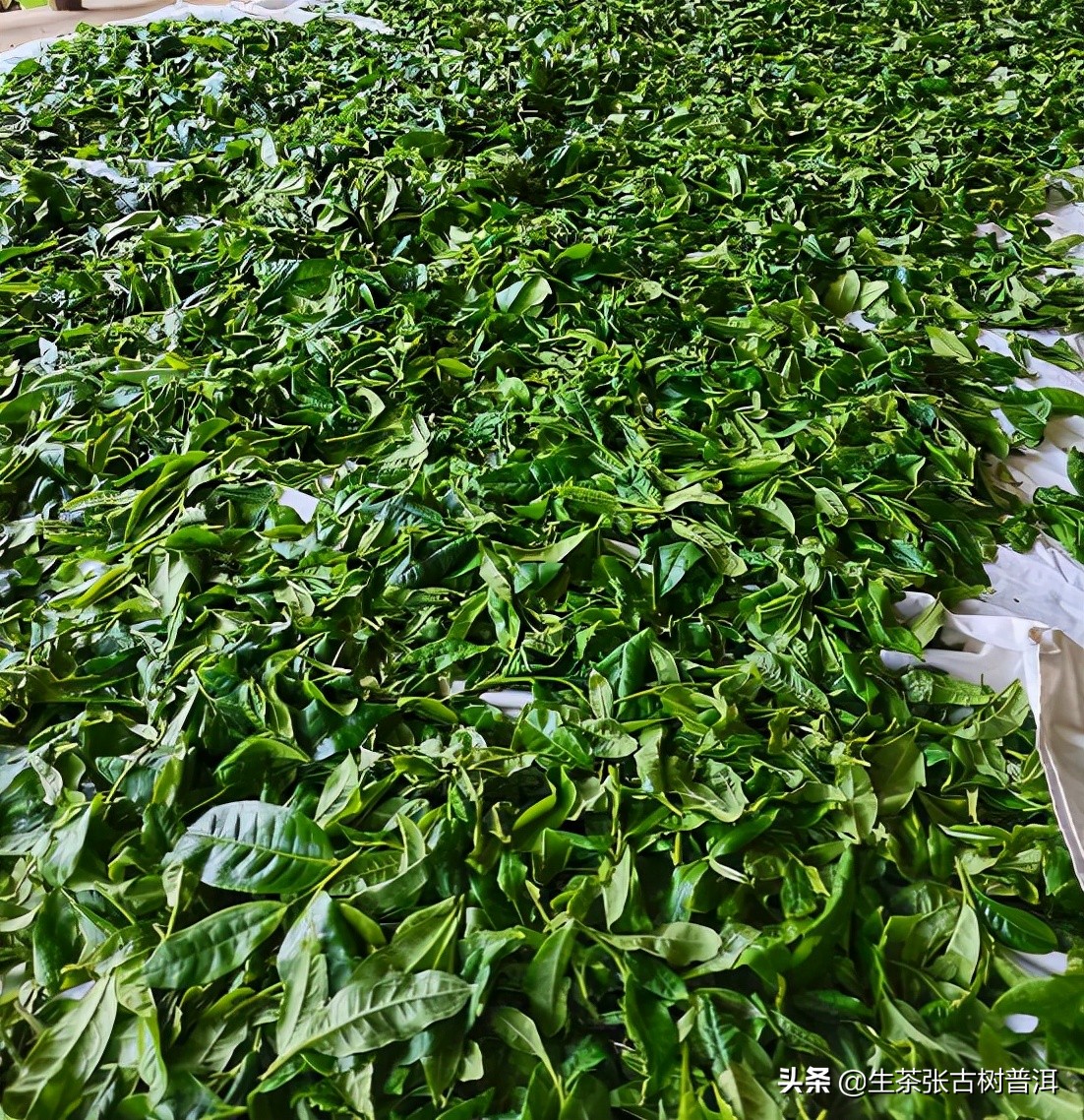 易武茶麻黑寨,易武麻黑古树茶特点