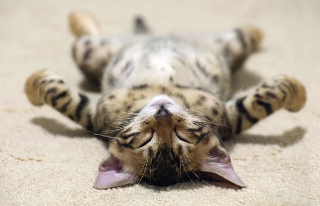 为什么会缺乏维生素和微量元素,为什么现在人普遍缺少益生菌