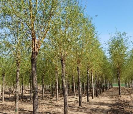 柳树七月份扦插育苗可以成活吗,柳树扦插育苗