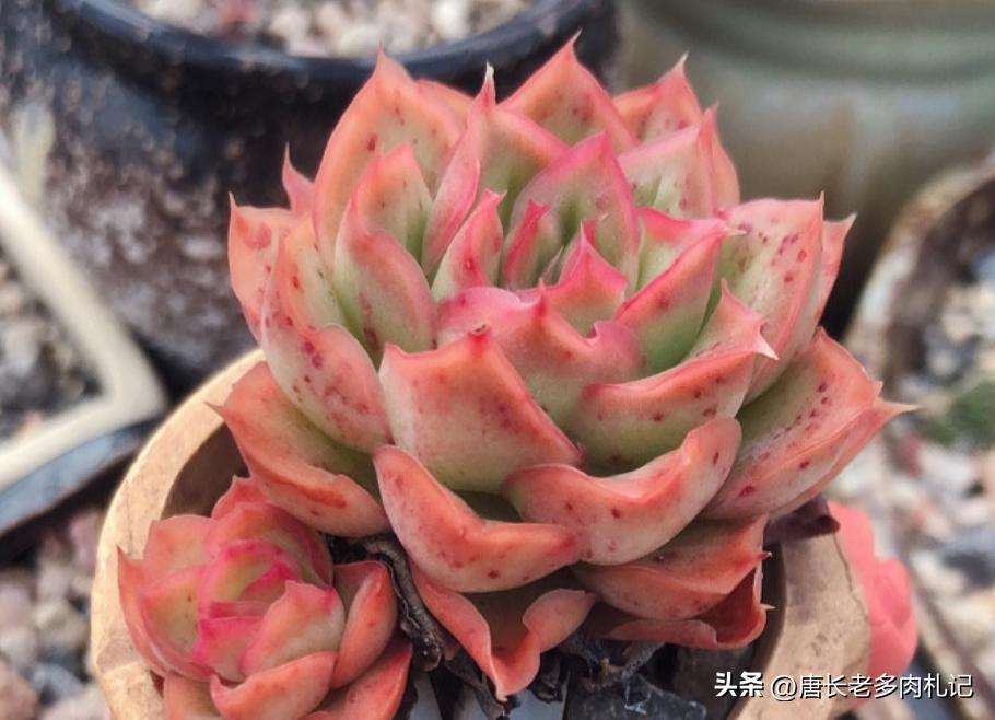 漂亮的多肉都难养是个误区,为什么养多肉的都出坑了