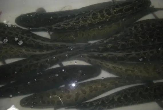 怎么杀黑鱼最正确的方法,池塘养黑鱼应怎样捕捞