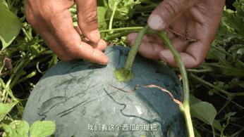 甜王瓜怎么挑,如何挑出一个甜的瓜