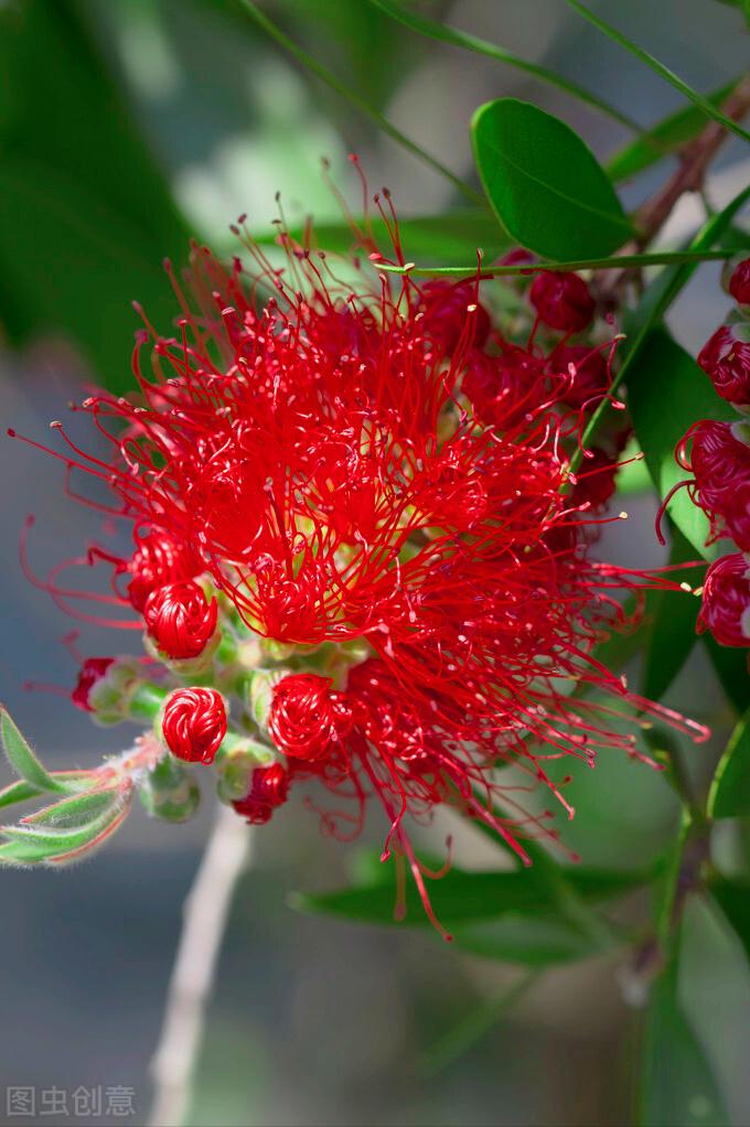 一花一深爱，花海美蓝天，花艳醉*光春**，花笑荡柔情，人间如仙境