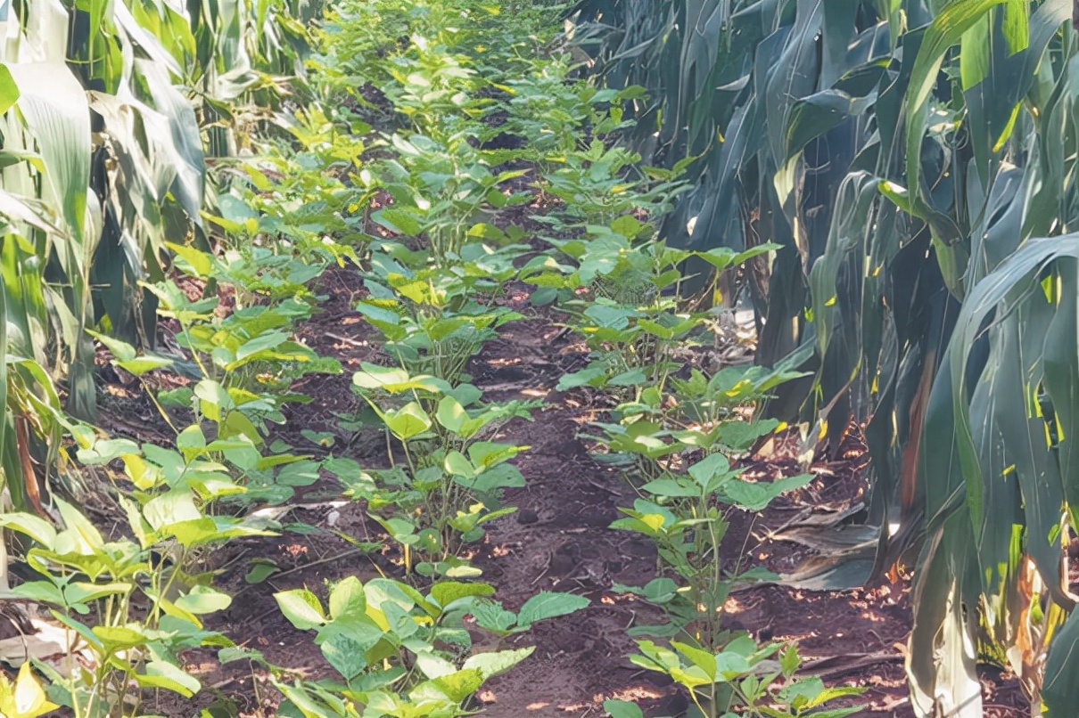 鲜食玉米增产增收,玉米增收新方法