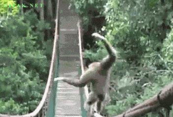 100个难得一见照片，砍伐巨树，运输军舰的巨轮，治疗风湿病的熊