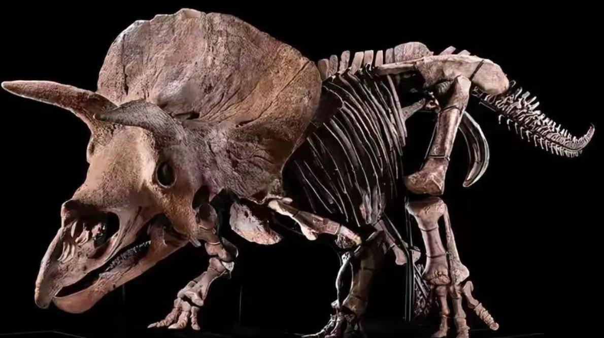 各种古生物化石图片,神秘的地球古生物昆虫化石