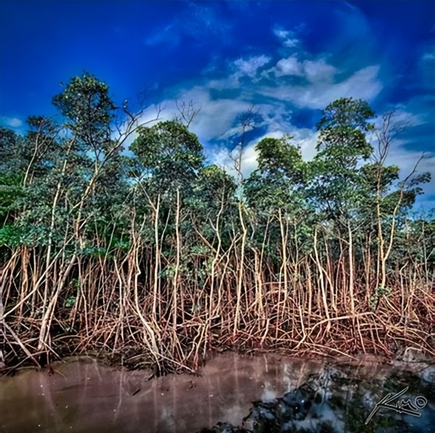 红树林的三个奇特之处,三亚湾红树林动物乐园