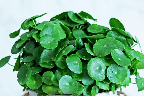 寓意吉祥的花镇宅最吉利的三种花,4种镇宅花家里养一棵霸气又镇宅