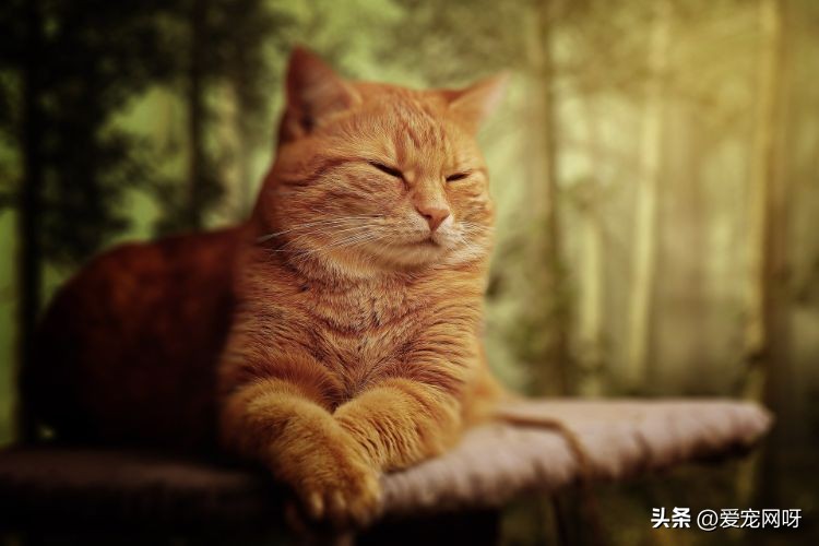 最容易发脾气的五种猫,脾气温顺的粘人的猫有哪些