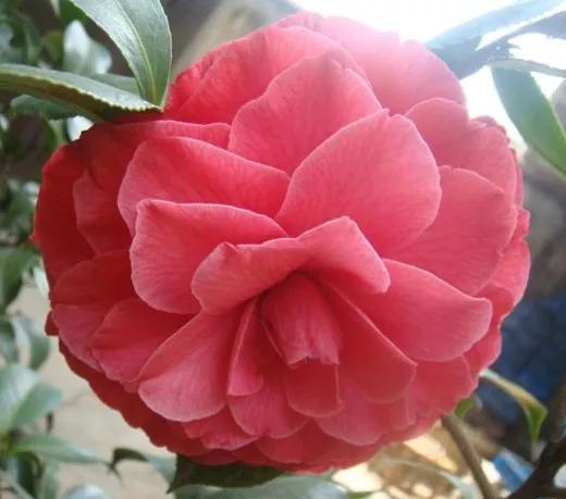 大海伦茶花是复色吗,大海伦山茶花品种介绍