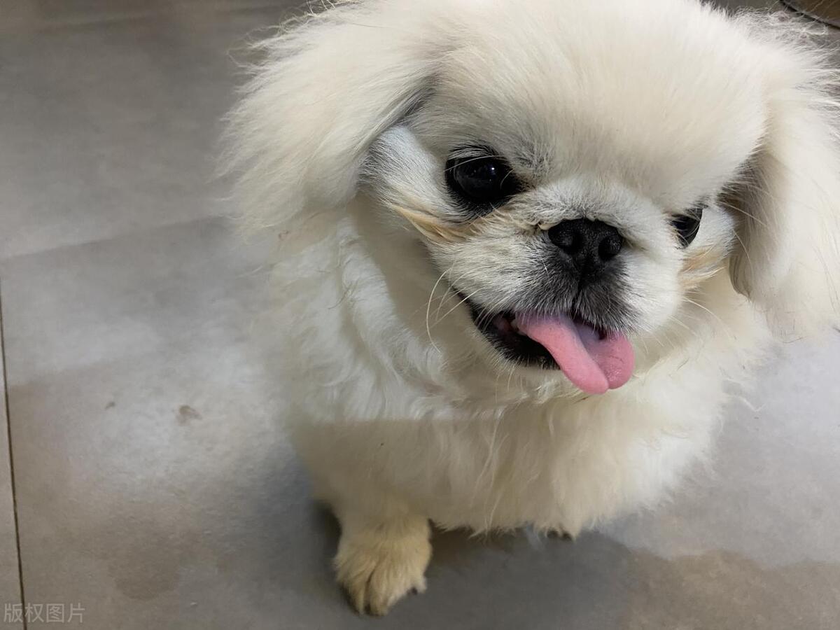 本地土狗哪些品种比较过大众一点,中国土狗都有哪些