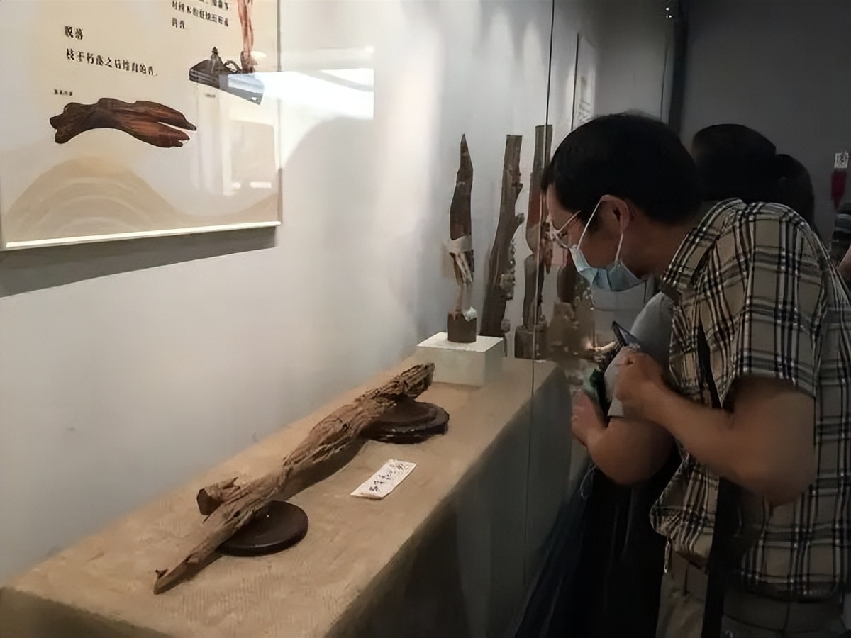 男子烧山被抓种树一万株,福建男子放火获刑11年