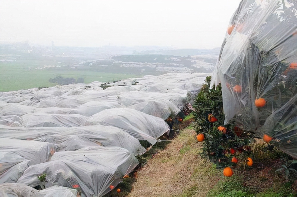 柑橘种植四大注意事项介绍,柑橘树防冻技术视频教程
