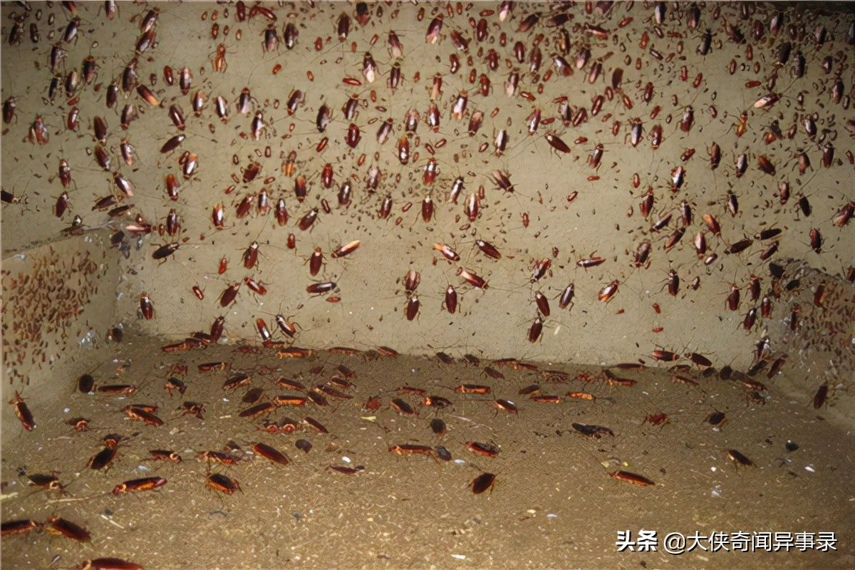 家里有蟑螂有什么东西能消灭蟑螂,蟑螂捕捉器灭除蟑螂一窝端