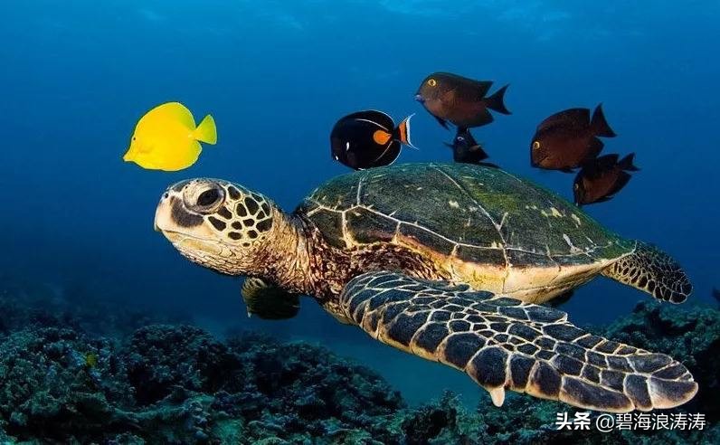 关于股票的20种英文字母标记,股票常用术语及代表意思