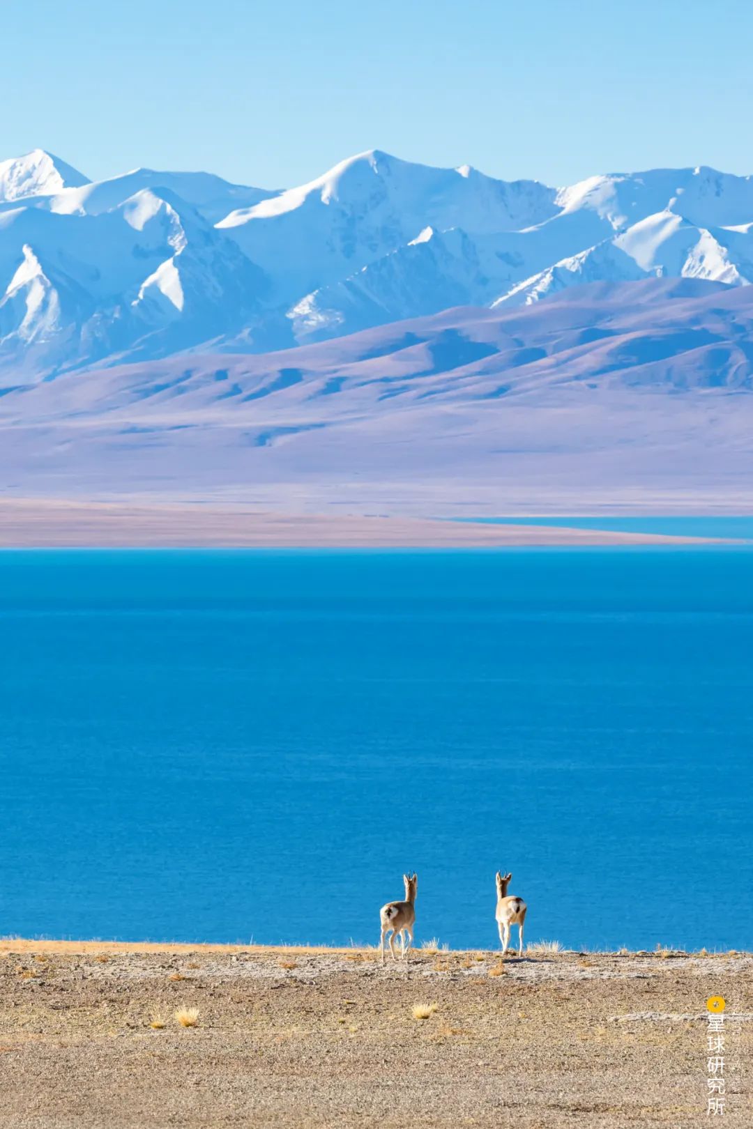 去青藏高原，看“千错万错”