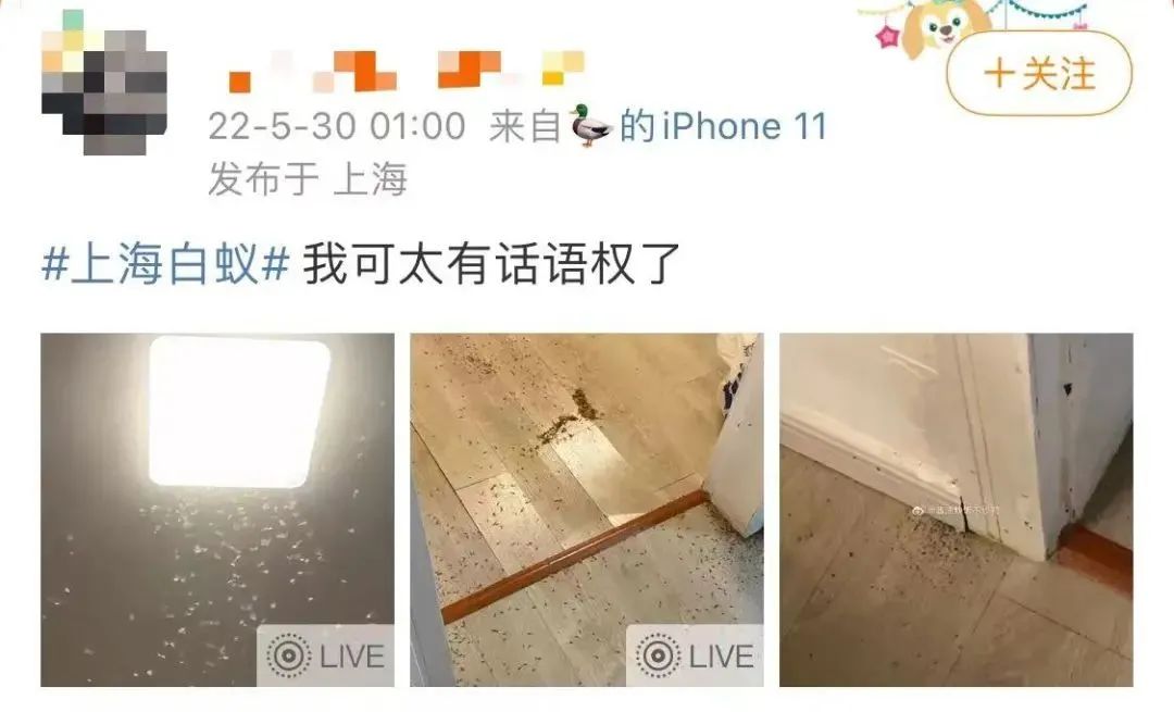 上海白蚁最新通报,最新上海遇白蚁事件