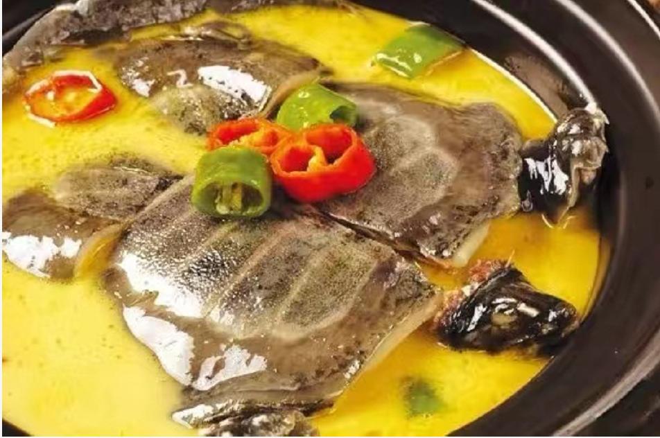 巴西龟都是入侵物种吗,巴西龟泛滥成灾警惕外来生物入侵