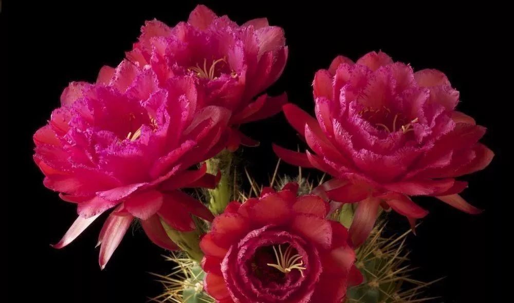 200种·仙人球开花图鉴，大开眼界，美到爆