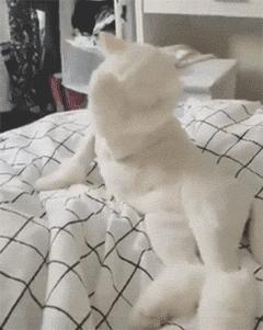 猫咪频繁呕吐的原因及解决方法,猫咪呕吐的几种原因及治疗方法