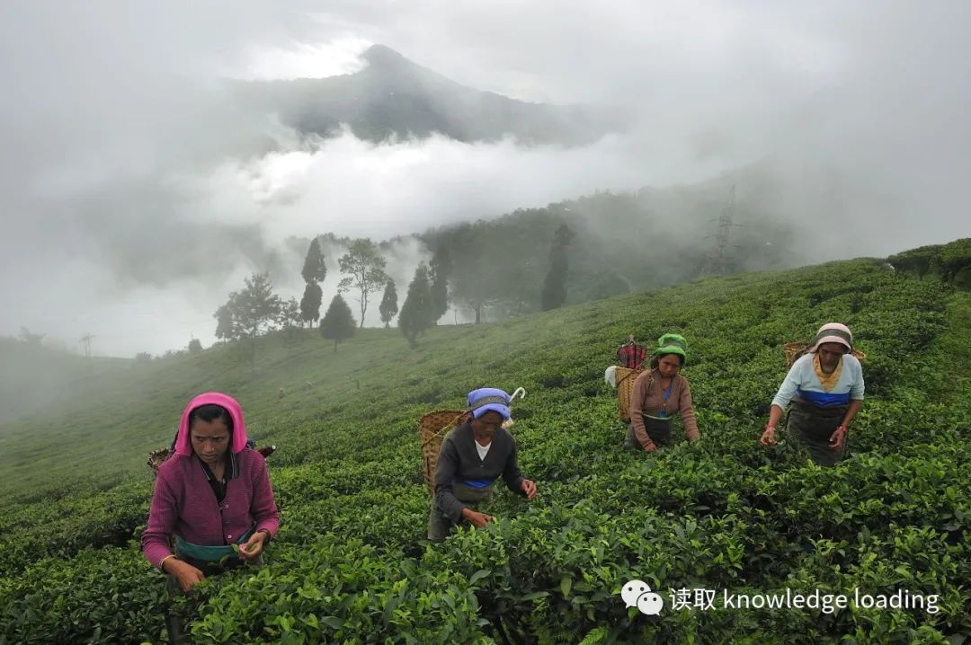 英国人喝茶方式,英国人喝茶的礼仪史