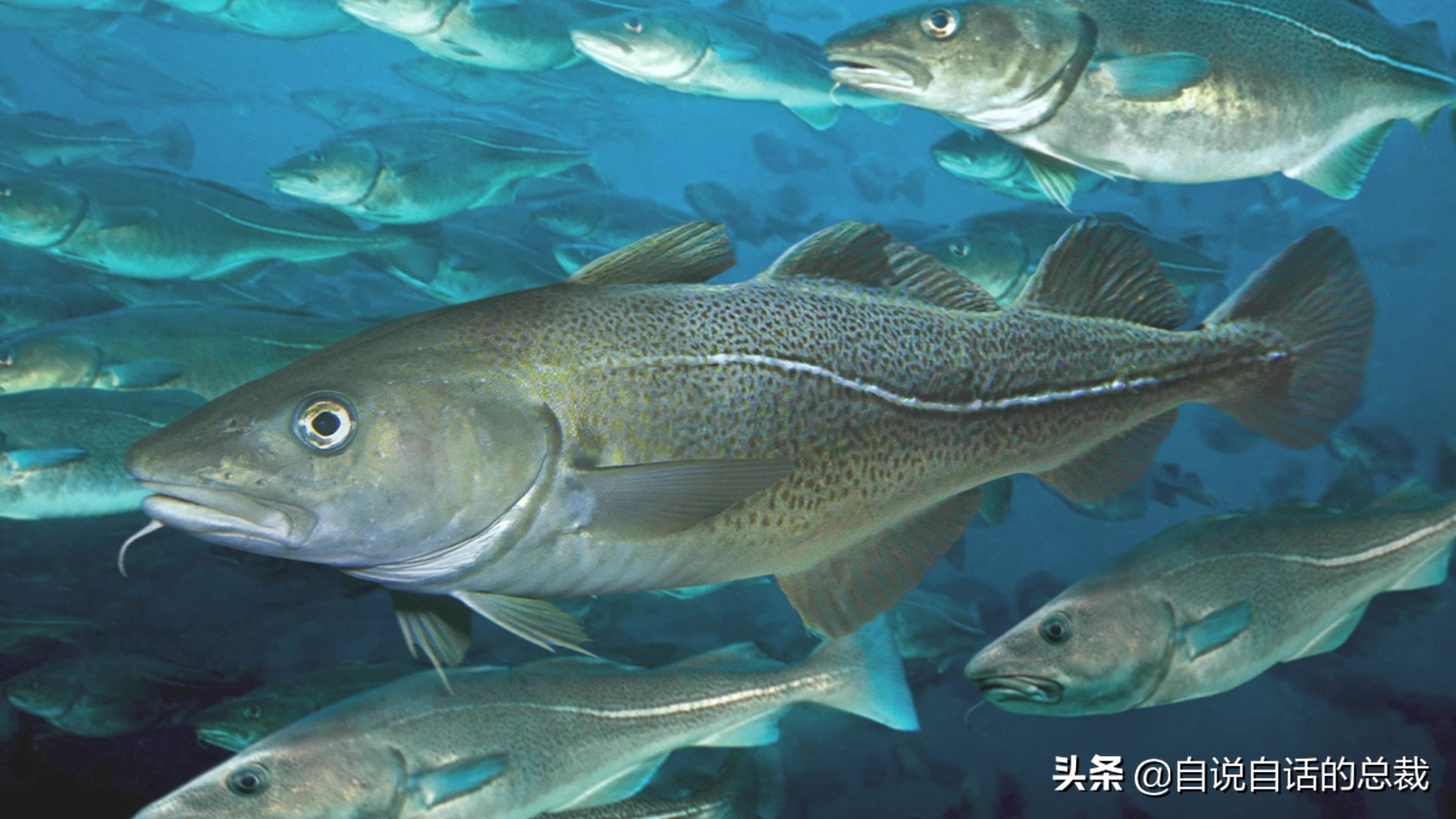 为什么买的鳕鱼段都是粘液,为什么买的鳕鱼那么多水