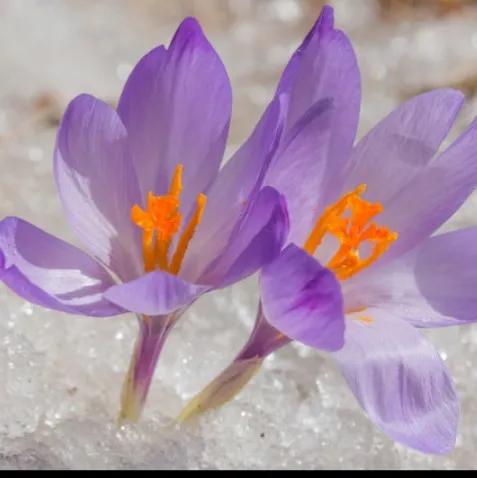 公园里各种花儿次第开放绚丽多姿,描述花儿妩媚多姿