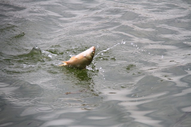 南方冬季野钓什么窝料效果好,冬季野钓罗非鱼饵料配方南方