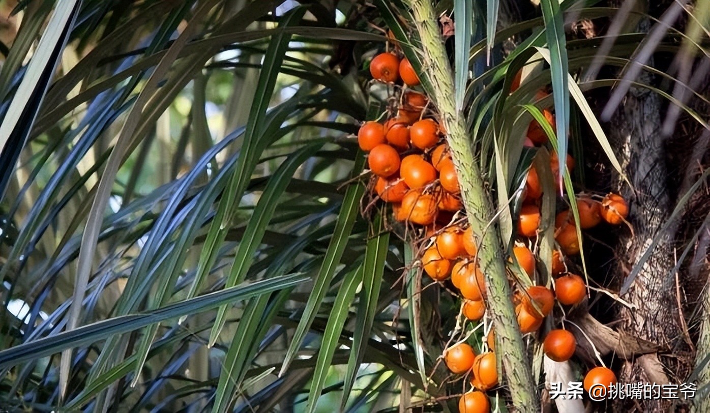 苏里南中国春节,苏里南的特色水果是什么