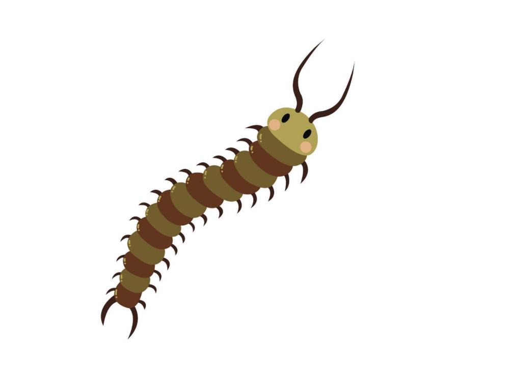 响尾蛇利用尾巴声捕猎,蜈蚣捕食响尾蛇