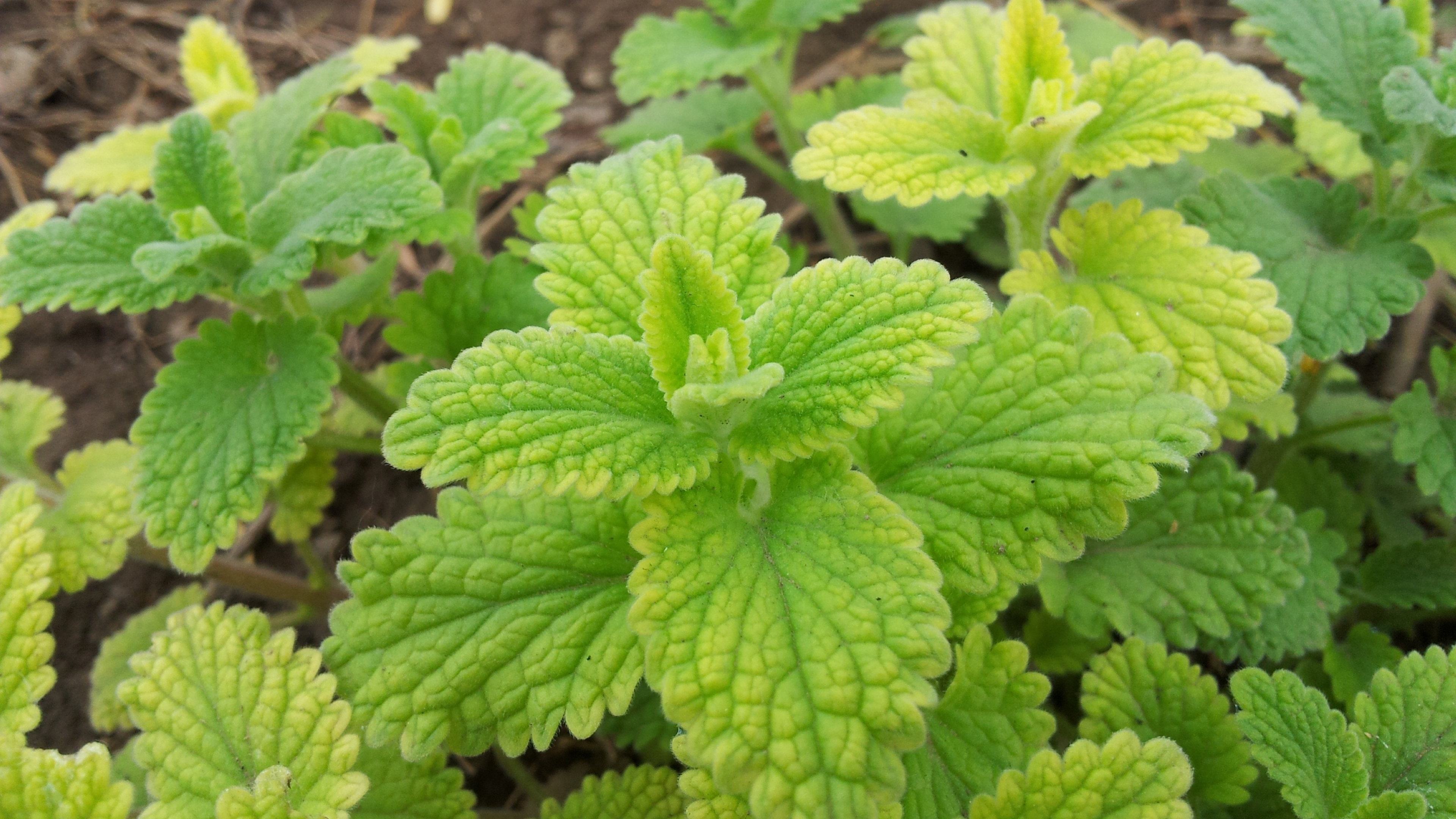 春天看图挖野菜，送你40种野菜大图鉴，让你轻松辨别各种野菜