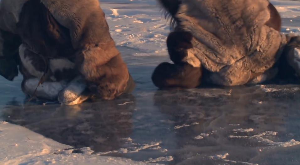 俄罗斯牧民有多少钱,俄罗斯鄂温克人饲养驯鹿