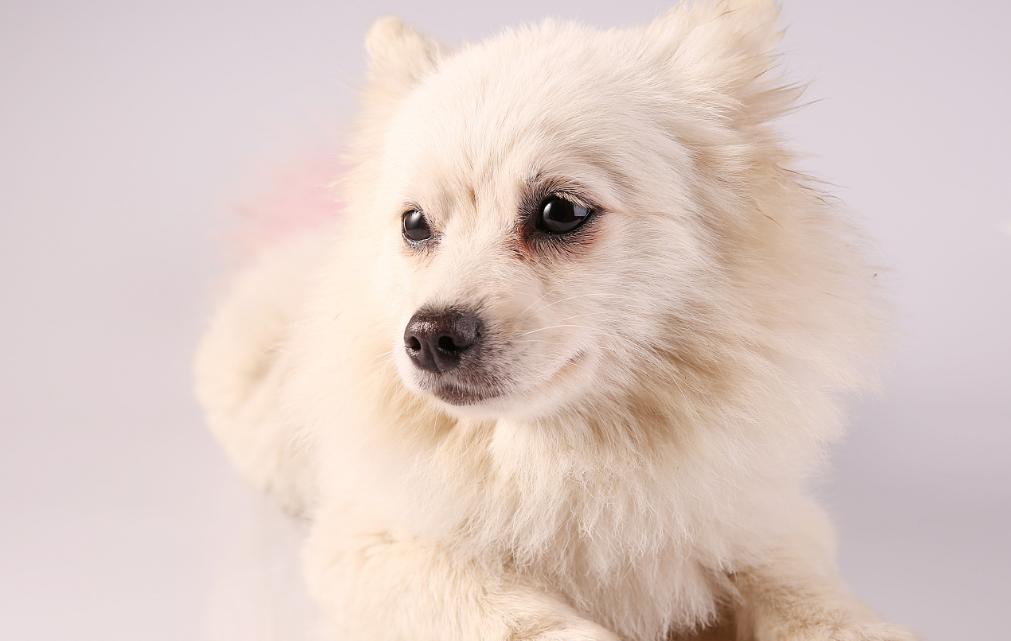 博美为什么泪痕严重,博美泪痕严重有办法解决吗