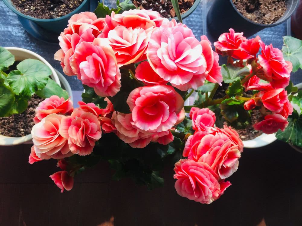 4种花适合新手养漂亮好养,20种坑人的花