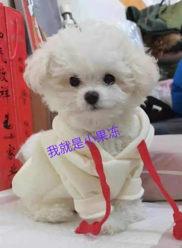 我终于把果冻的泪痕养没了