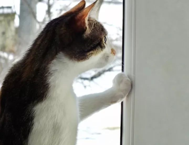 猫咪抓窗帘意味着什么,猫咪抓窗帘的时候一直叫为什么