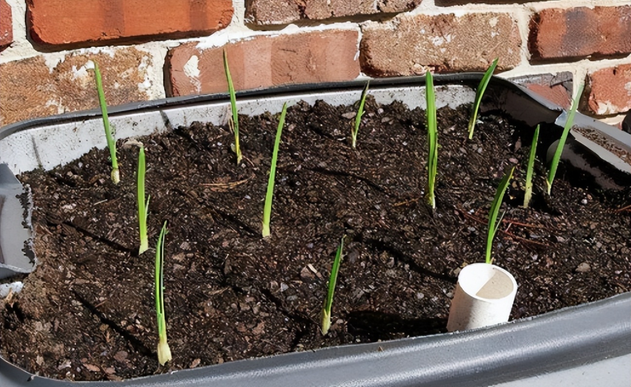 家庭种姜的正确方法和步骤,姜怎么种小技巧