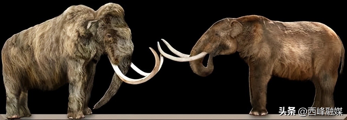 为什么取象牙必须杀死大象,大象为什么割掉象牙就死了