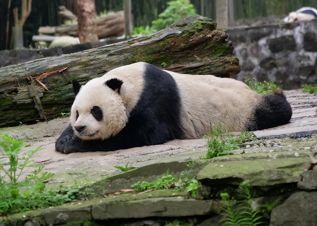大熊猫高高成长,野生大熊猫高高学爬树