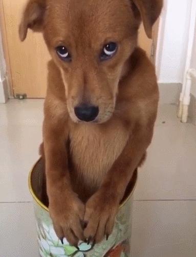 狗狗肚子有虫会传给人吗,狗狗肚子有虫会不会晚上不睡觉