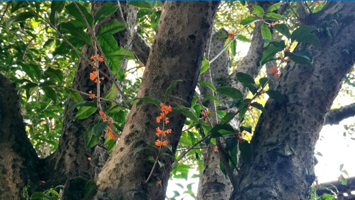 又是一年秋意浓赏桂正当时,金秋赏桂中秋到来之际