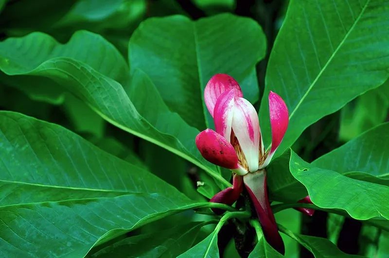 150种常见药用植物大全,150余种常见药用植物花期组图